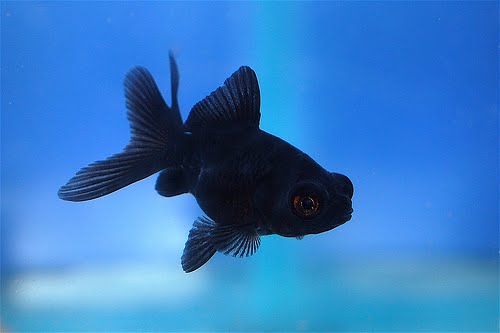 Black Moor Goldfish Say hello to a black moor goldfish.