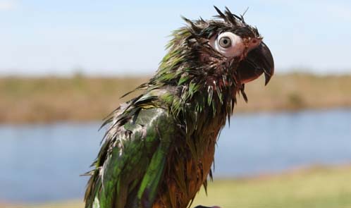 Notice: not Moxie, just an approximation of her astonishment