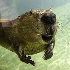 BEAVER